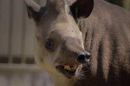 Smilling tapir - look at the camera. Funny animal Tapirus terrestrisの写真素材
