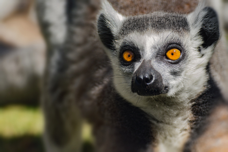 Face lemur catta, popular monkey from madagascar.