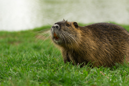 Nutria in grass and watter. Koyupus in nature.の写真素材