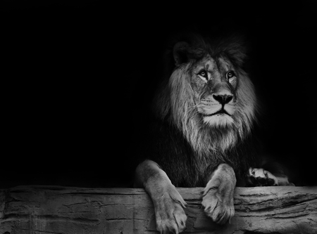 Beautiful lion with black backround. Black and white poster lion.の写真素材