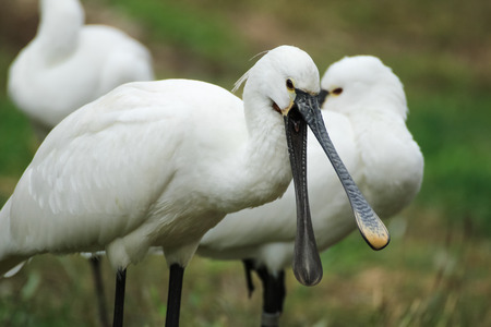 Eurasian spoonbill with open beak.