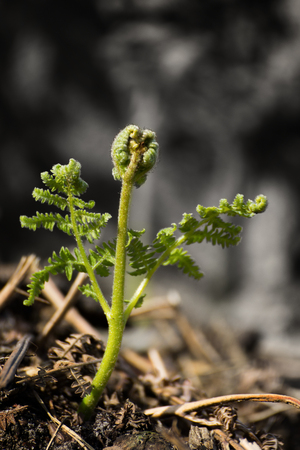 Growing fern in a wet forest in the spring.の写真素材