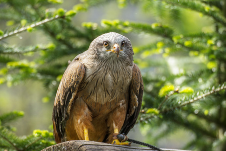 Red Kite resting on tree trunk in forest.の写真素材