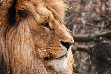 Profil face lion with blur backgroundの写真素材