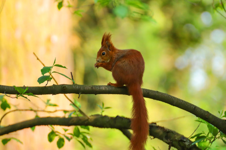 Little squirel with long tail in wild nature