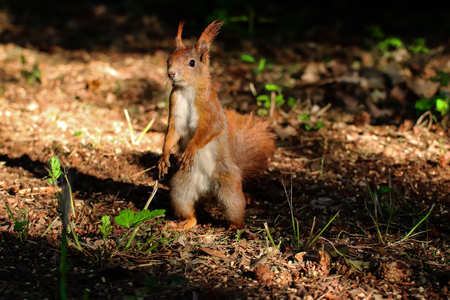 little squirrel in forest.の写真素材