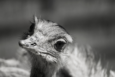 Potrait black and white, art animal ostrich. Detail, macro photo face bird.の写真素材