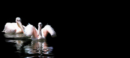 Two floating pelicans on a black background.の写真素材