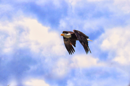 American eagle in flight on a blue sky