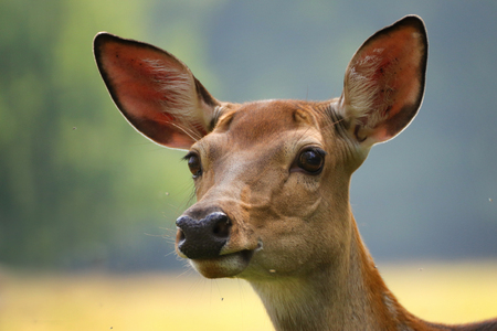 Roe deer doe, Capreolus capreolus. Face deer doe female with blur background.の写真素材