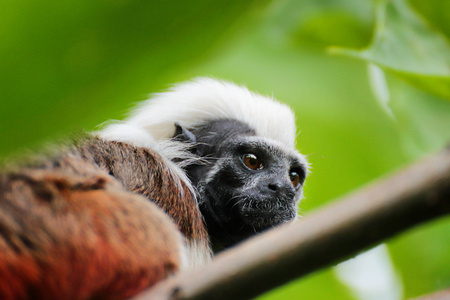 Tamarin bearded in a tree crown. Monkeys from the family of marmosetsの写真素材