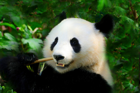 Giant Panda close-up. Panda eating shoots of bamboo. Photo from animal world. Rare and endangered black and white bear. Giant Panda.の写真素材