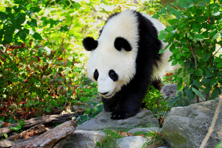 Walking panda giant. It is in the highest level of protection of the International Trade Agreement on the Protection of Endangered Species of Animals and Plants (CITES). Panda giant is walking in natureの写真素材