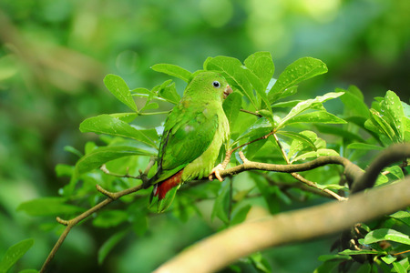 Little blue-crowned hanging parrot on a brunch. green parrot found in forested lowlands in southern...