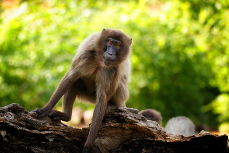 Female Gelada Baboon (Heropithecus gelada) sitting and watching. Baboon gelada is moving. Photo from...