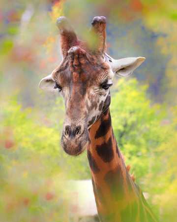 Portrait giraffe with tree. Face giraffe. Photo from animal´s world.の写真素材