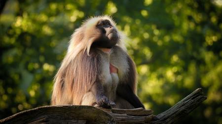 Male Gelada Baboon (Heropithecus gelada) sitting and watching. Baboon gelada is moving. Photo from...