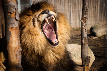 Lion living in captivity. Lion with open mouth. Wild undomestic feline.の写真素材