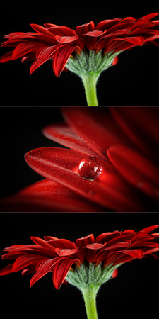 Three picture red gerber. Detail photo flower. Macro photo with drop.の写真素材