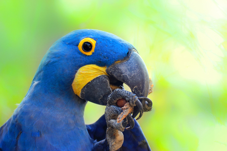 Detail parrot ara hyacinth. Detail face blue parrot from Brazil.の写真素材