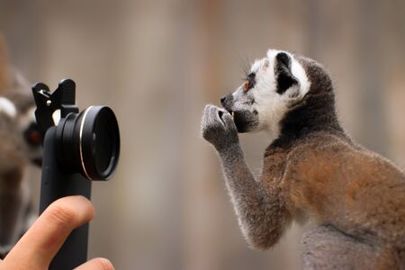Baby ring-tailed lemur with camera. Photo from animal world. Funny child monkey.の写真素材