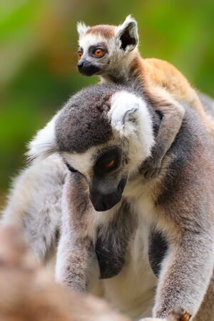 Adult lemur with baby lemur. Portrait ring-tailed lemur. Photo from animal live world. Detail face...