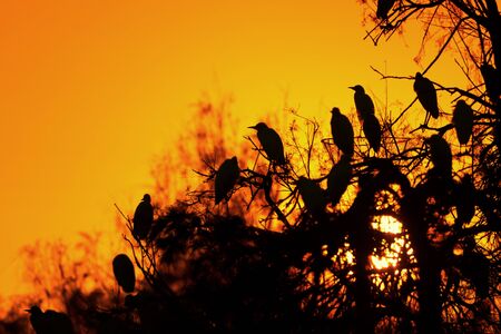 Herons in the sunset. Photo from animal live. Silhouette bird in sunset.