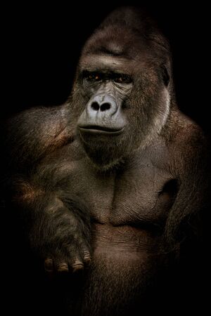 Male gorilla in black. Dark poster with popular animal. Photo from animal live.
