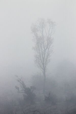 Photo from the plains. Tree in fog.