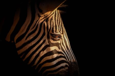 Detail portrait zebra in black. Photo from animal live.の写真素材