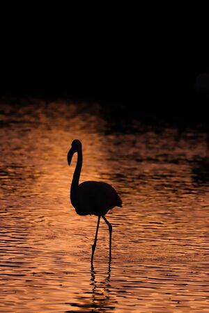Black silhouette of flamingos in the water at sunset. Photo from wild nature.の写真素材