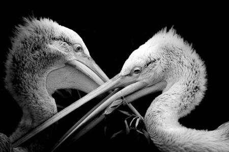 Black and white portrait pelican. Two bird in monochrome shine. Interesting picture.