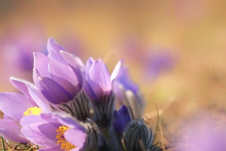 Pulsatilla is the most beautiful spring flower. Pulsatilla blooms in early spring in the forest on a...