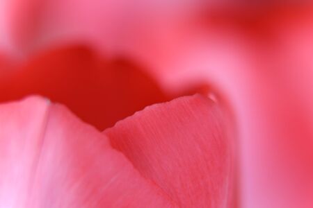 Detail flower in bloosom. Closeup garden. Advertisiment for romantic time. 
Pink background with floral, tulip motifの写真素材