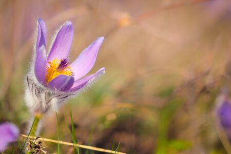 Pulsatilla is the most beautiful spring flower.の写真素材