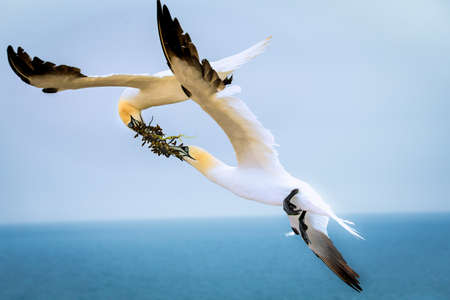 Shot of a colony of northern terns nesting in germany. Marine bird. Animals in wild. Two northern terns in flight in the wild.の写真素材
