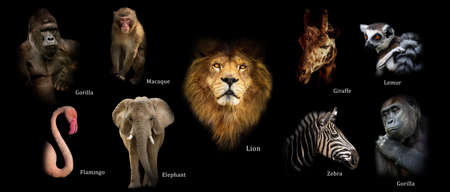 Poster with animals gorilla, macaque, flamingo, elephant, lion, giraffe, lemur, zebra, gorilla....