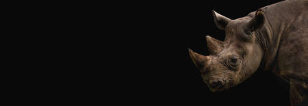 Portrait rhino on the black for adverb or website, webshop. Photo smoke rhino.の写真素材