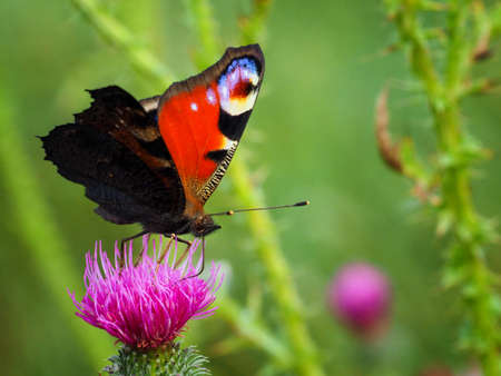 Nymphalidae butterfly in nature. Detail butterfly in nature. Photo for springtime. Focur for greeting card. Happy, colorful photo. Common butterfly in grass.の写真素材