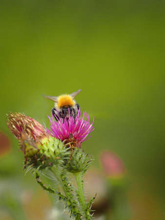 Detail of bee on plant with blur background in nature. Detail of animal in nature. Wildlive. Closeup bee in nature. Fresh, spring focus from nature.の写真素材