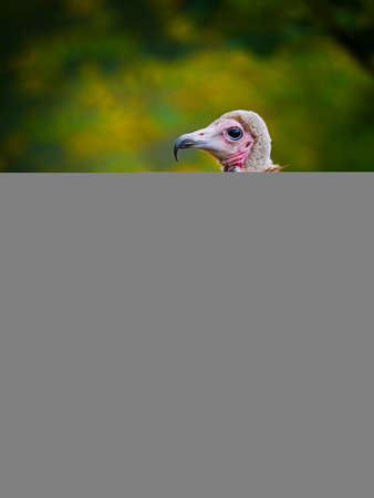 Detail of vulture in nature. Closeup animal on colorful background. Safety nature and enviromental. Wild life vulture.の写真素材