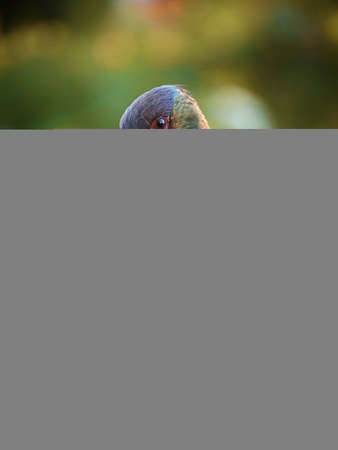 Detail close-up portrait of Black Stork with red bill. Black stork in nature. Focus from birdwatching.の写真素材