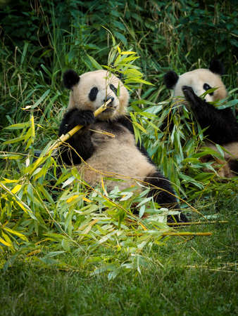 Big panda is eating bamboo. Animal species from China. Portrait of panda. Animal in nature. Closeup popular bear.の写真素材