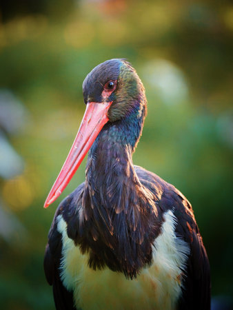 Detail close-up portrait of Black Stork with red bill. Black stork in nature. Focus from birdwatching.の写真素材