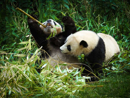 Big panda is eating bamboo. Animal species from China. Portrait of panda. Animal in nature. Two big pandas are playing with bamboo.の写真素材