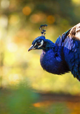 Portrait of beautiful peacock in nature. Detail of peacock. Animal portrait.