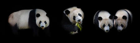 giant panda bear eating bamboo on black backgroundの写真素材