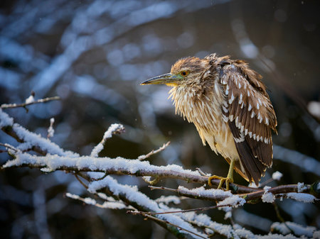 Black-crowned night heron perched on aa brunch at winter. Night heron in winter. Portrait Nycticorax...