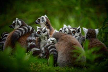 Family of ring tailed lemurs (catta lemurs) in a grass. Popular animals of monkey species. Black and white animal. Group of ring tailed lemurs - catta lemus.の写真素材