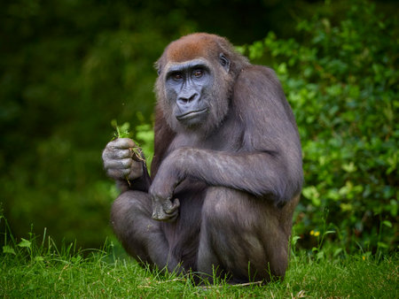 Portrait of female gorilla eating on green forest background. Human like expression of the great...